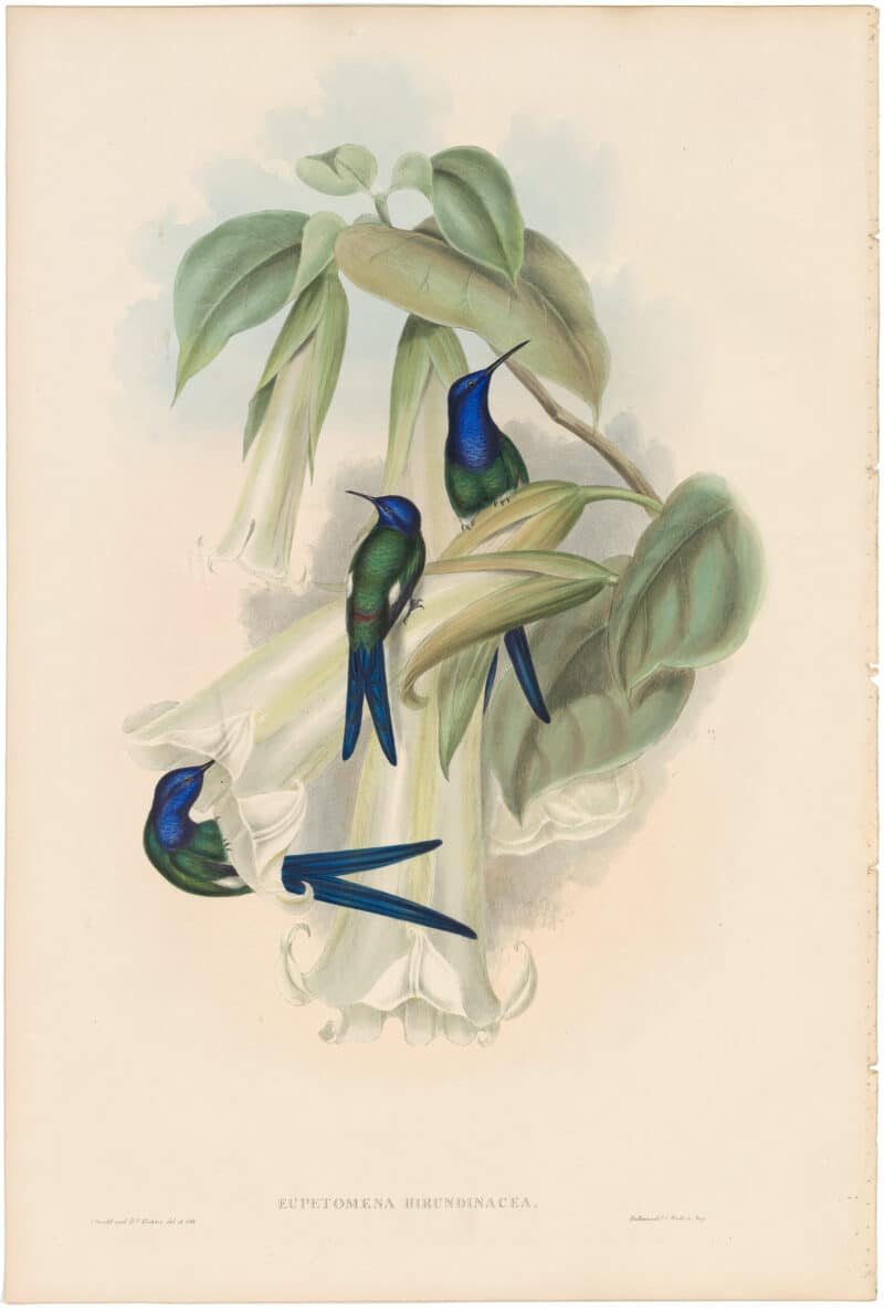 Gould Hummingbirds, Pl. 42, Swallow-tail