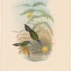 Gould Hummingbirds, Pl. 43, Wedge-tailed Sabre-wing