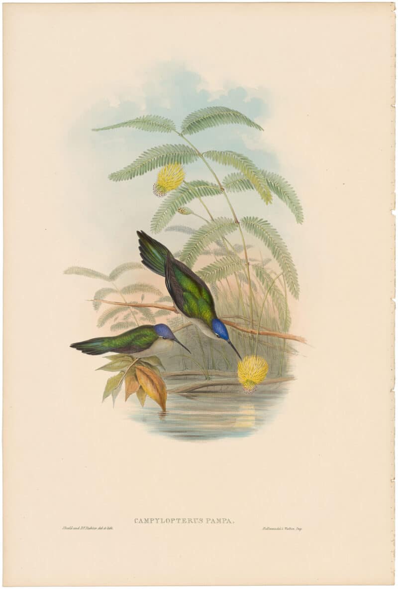 Gould Hummingbirds, Pl. 43, Wedge-tailed Sabre-wing
