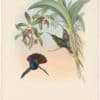 Gould Hummingbirds, Pl. 44, Lazuline Sabre-wing