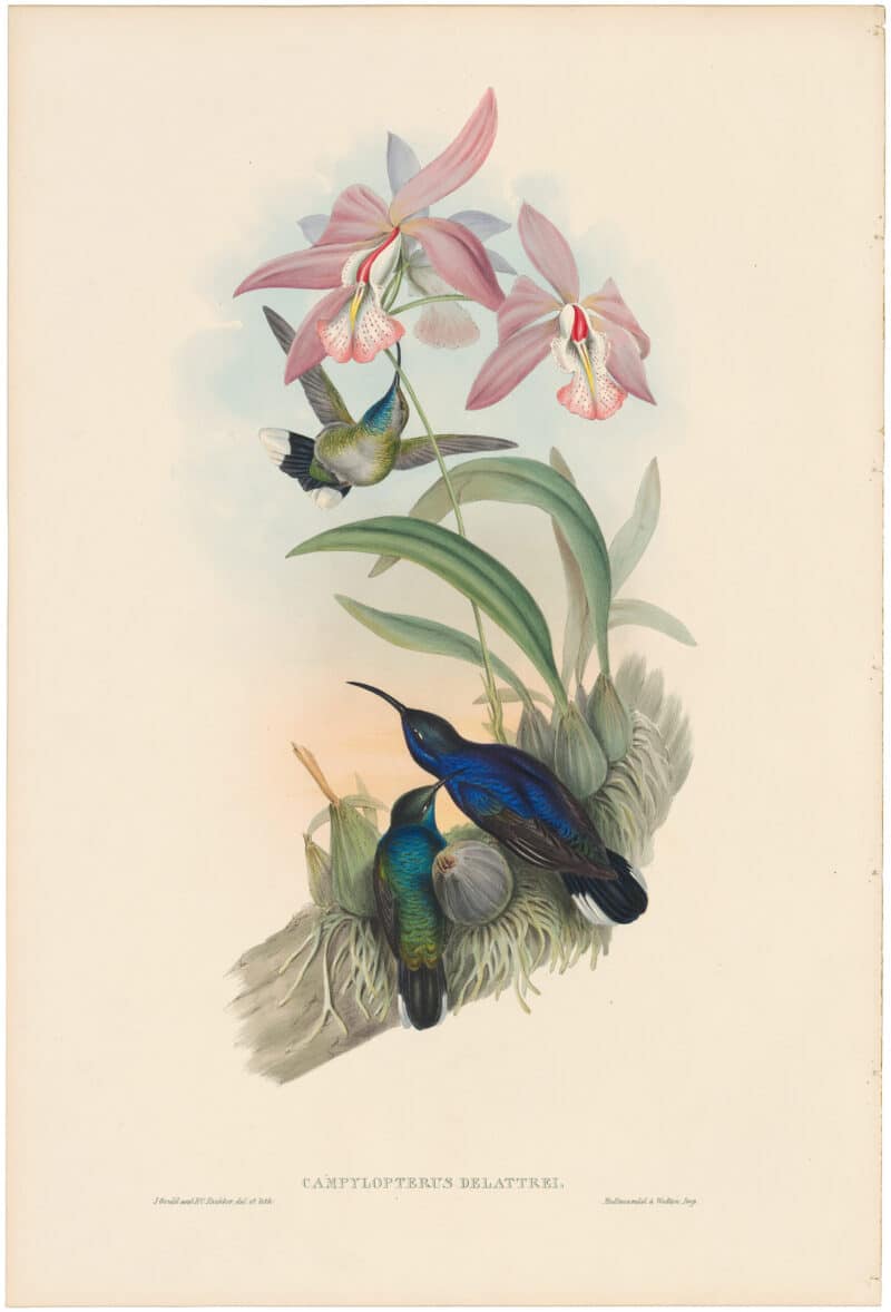 Gould Hummingbirds, Pl. 45, De Lattre's Sabre-wing