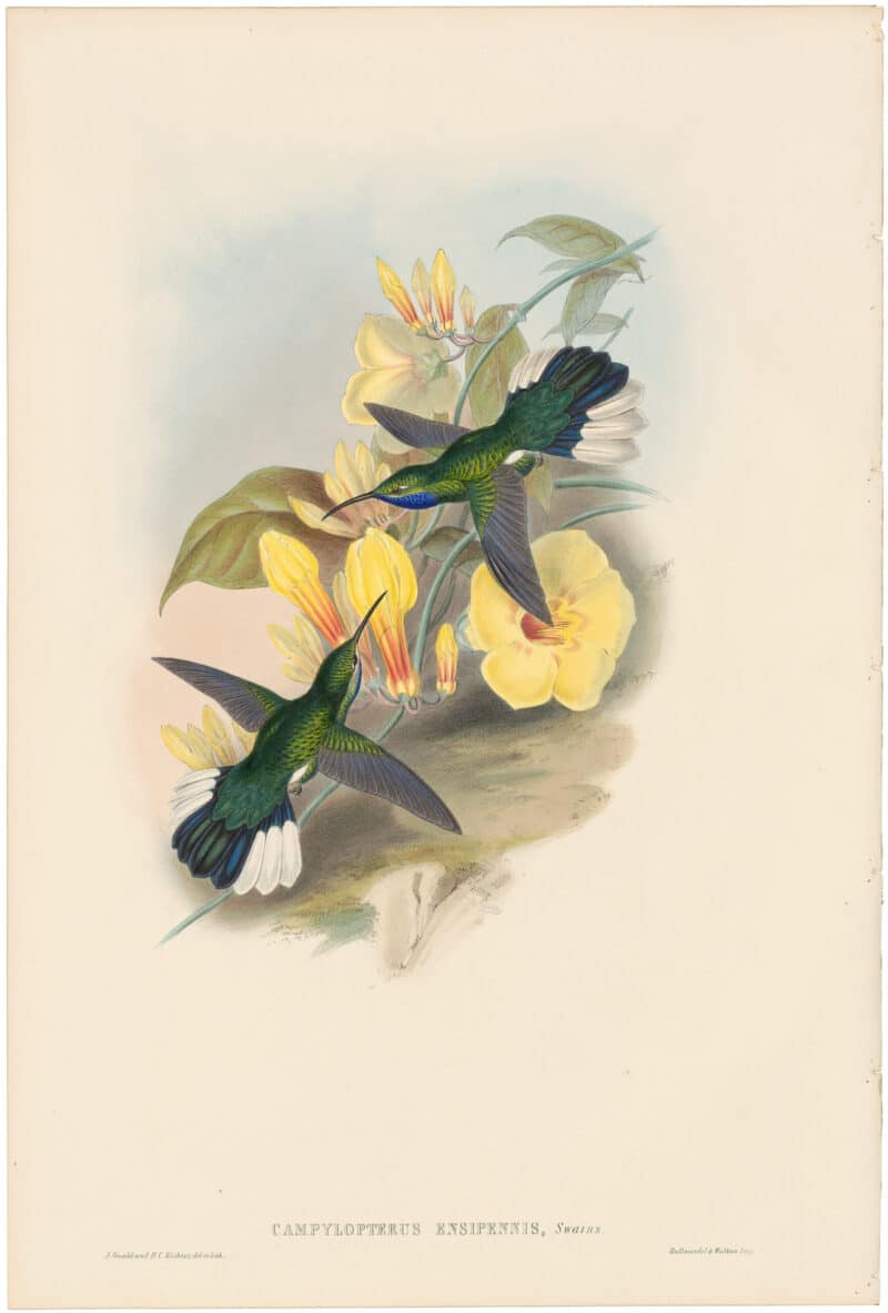 Gould Hummingbirds, Pl. 46, Blue-throated Sabre-wing
