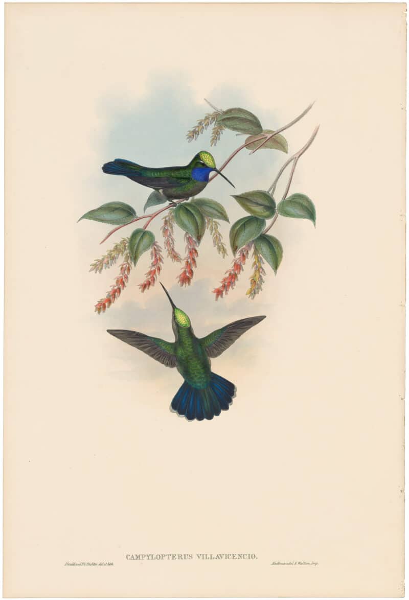 Gould Hummingbirds, Pl. 47, Villavicencio's Sabre-wing
