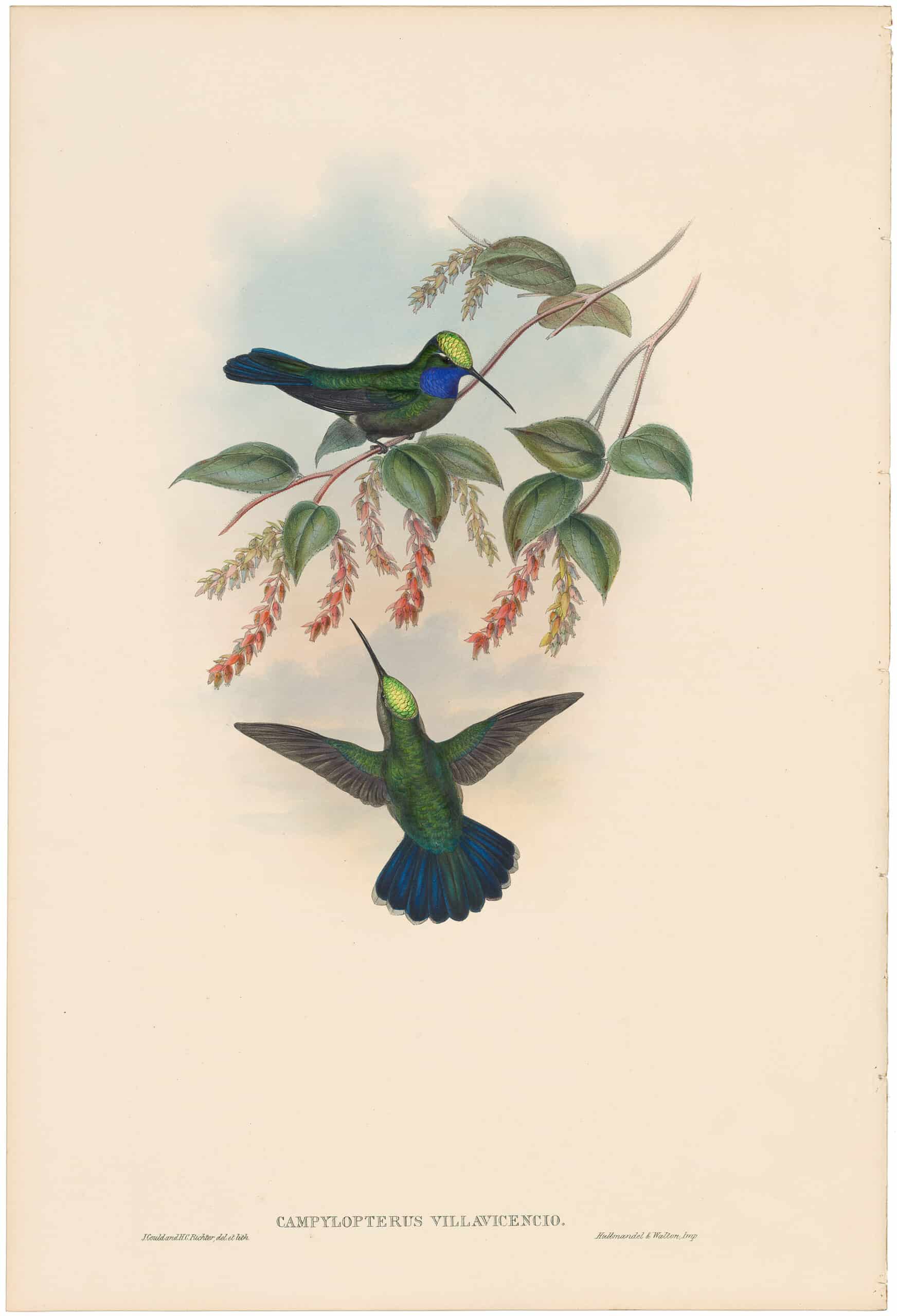 Gould Hummingbirds Pl. 44, Lazuline Sabre-wing | Family of Humming ...