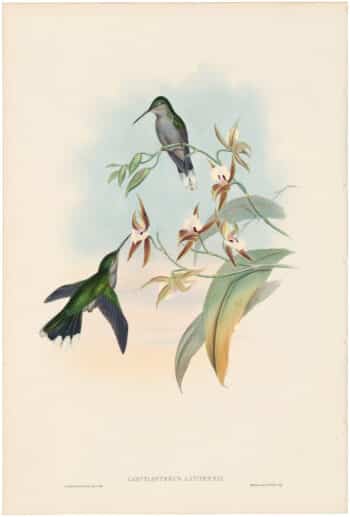 Gould Hummingbirds, Pl. 48, Broad-shafted Sabre-wing