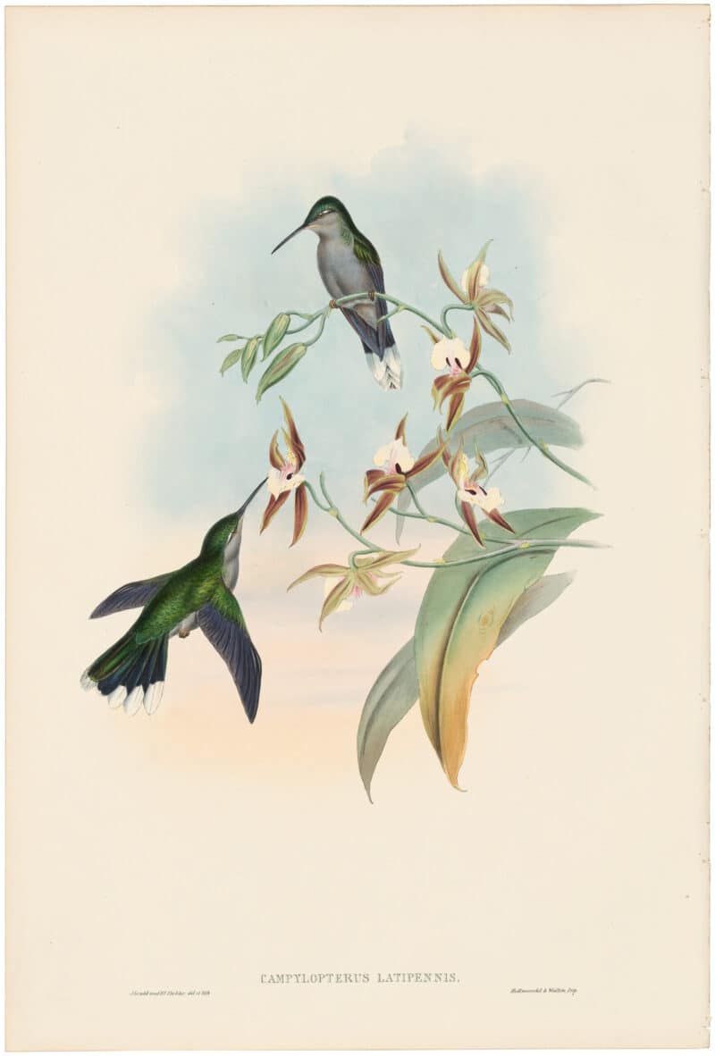 Gould Hummingbirds, Pl. 48, Broad-shafted Sabre-wing
