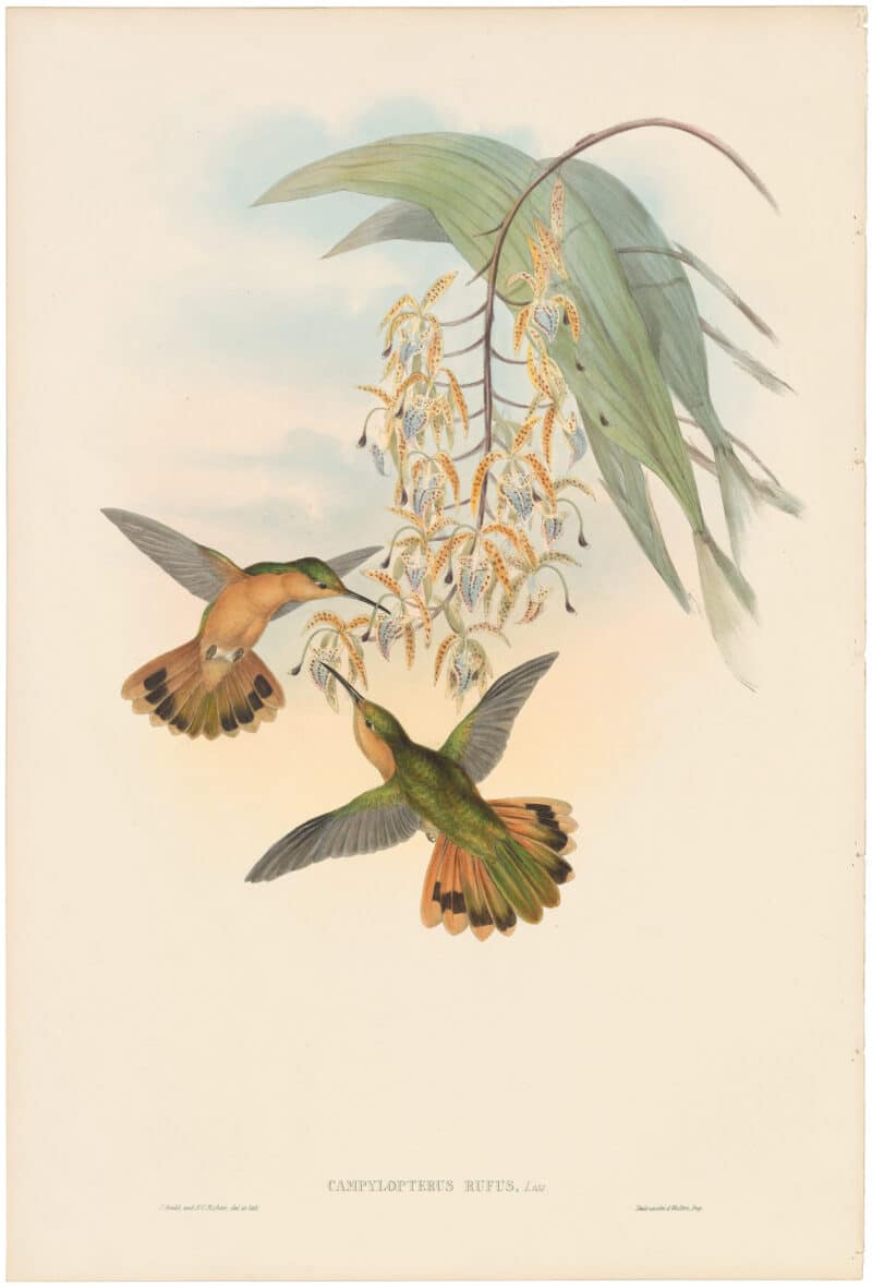 Gould Hummingbirds, Pl. 50, Fawn-breasted Sabre-wing
