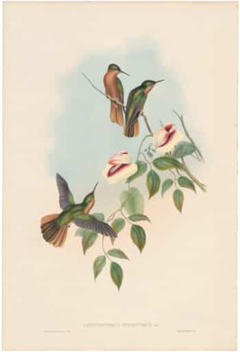 Gould Hummingbirds, Pl. 51, Rufous-breasted Sabre-wing