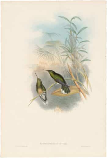 Gould Hummingbirds, Pl. 52, Cuvier's Sabre-wing
