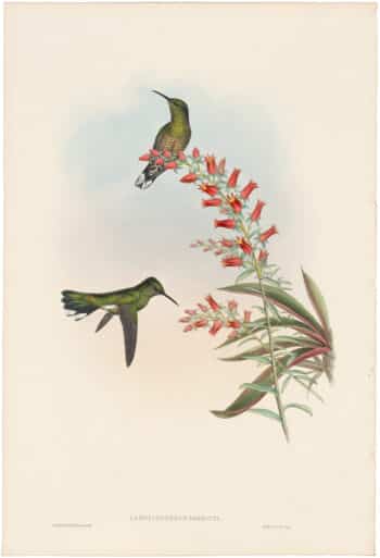Gould Hummingbirds, Pl. 53, Owen's Sabre-wing