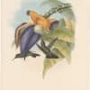 Gould Hummingbirds, Pl. 54, Sombre Humming-Bird