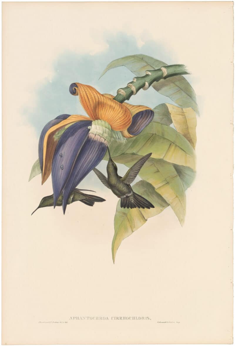 Gould Hummingbirds, Pl. 54, Sombre Humming-Bird