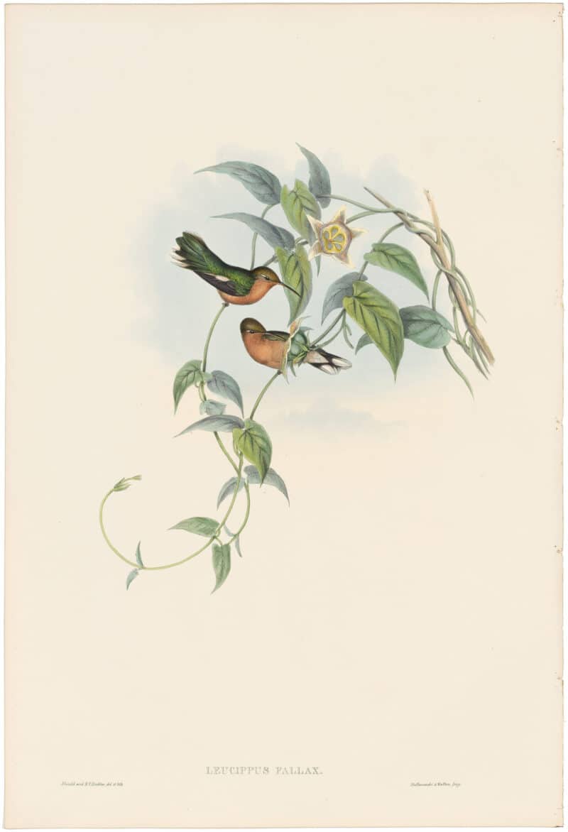 Gould Hummingbirds, Pl. 56, Buff-breasted Leucippus