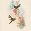 Gould Hummingbirds, Pl. 57, Pied-tail