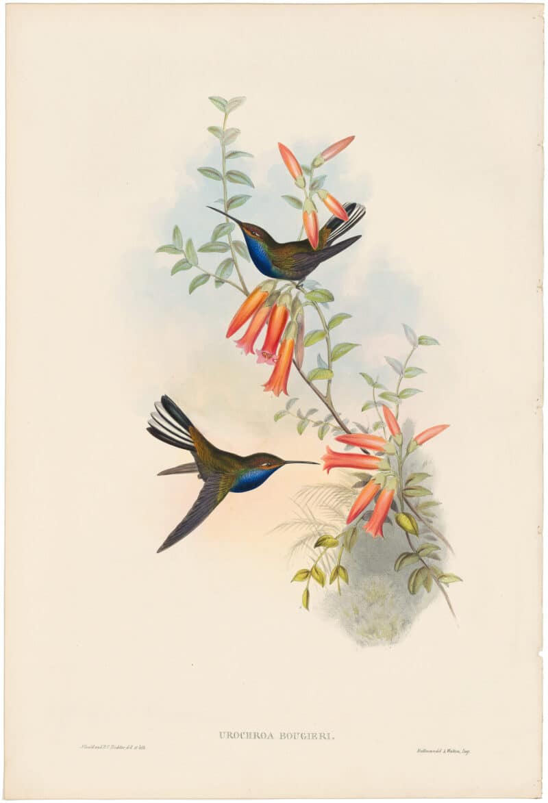 Gould Hummingbirds, Pl. 57, Pied-tail