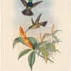 Gould Hummingbirds, Pl. 58, Blue-breast