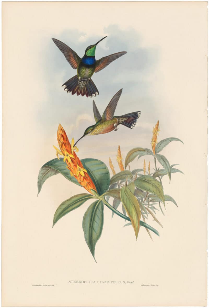 Gould Hummingbirds, Pl. 58, Blue-breast