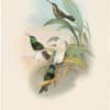 Gould Hummingbirds, Pl. 59, The Rivoli