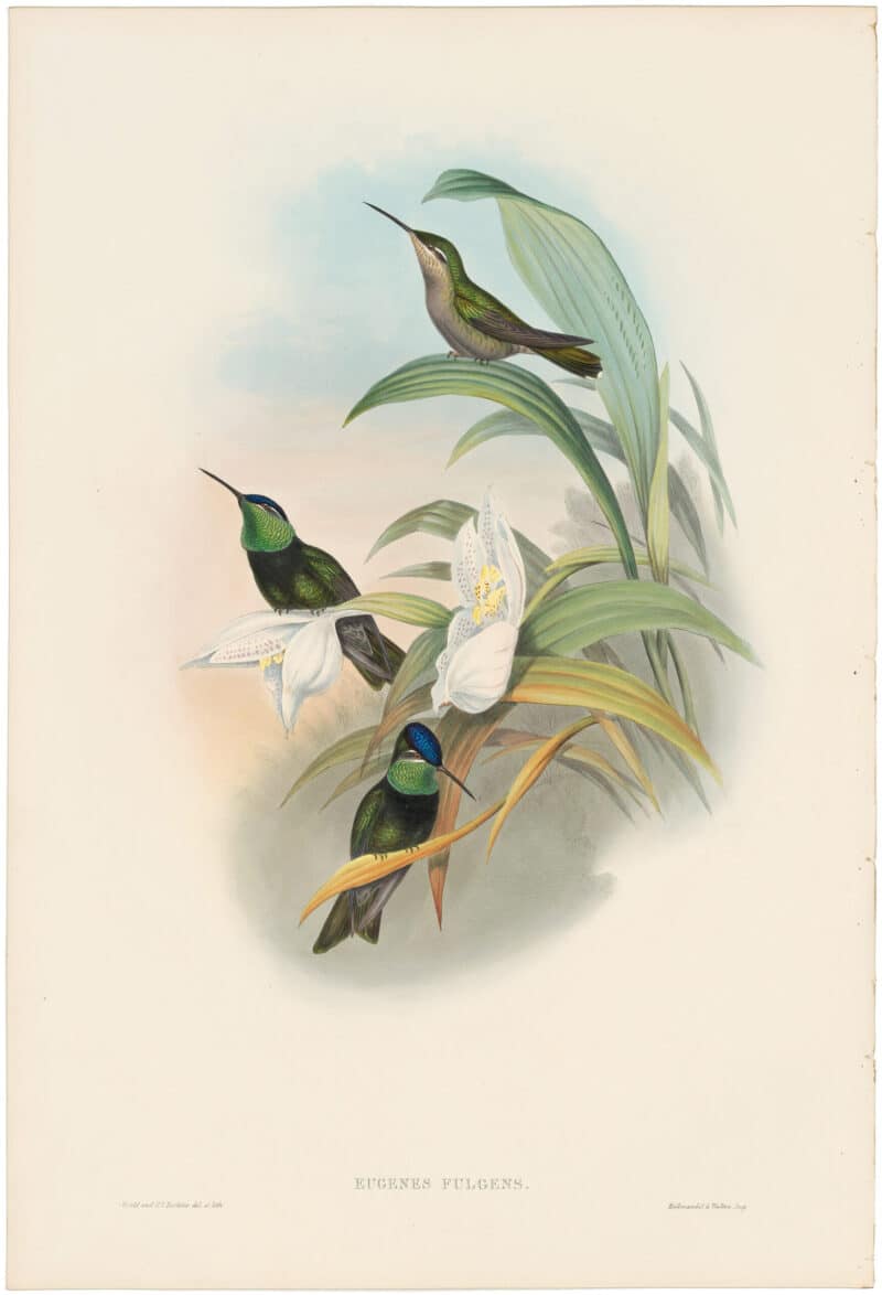 Gould Hummingbirds, Pl. 59, The Rivoli