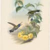 Gould Hummingbirds, Pl. 60, Blue-throated Cazique