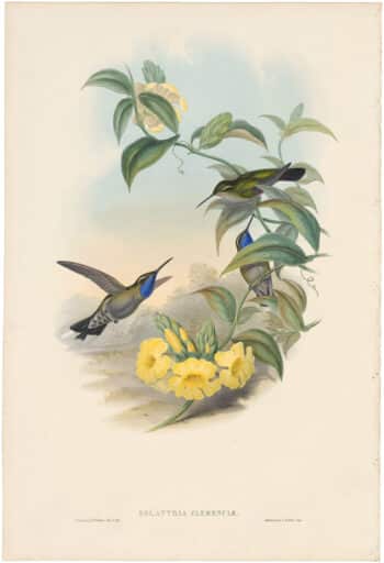 Gould Hummingbirds, Pl. 60, Blue-throated Cazique