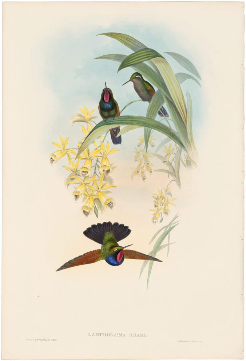 Gould Hummingbirds, Pl. 61, De Rham's Garnet