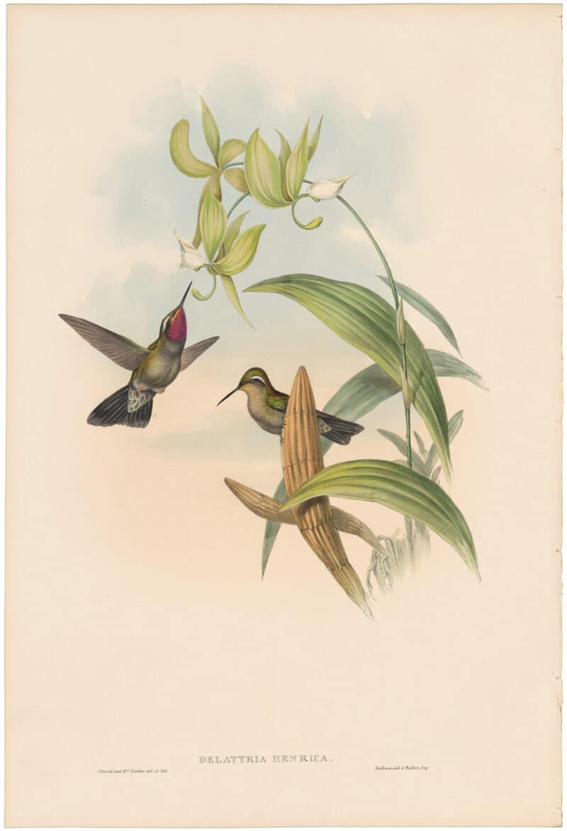 Gould Hummingbirds, Pl. 62, Henry De Lattre's Cazique