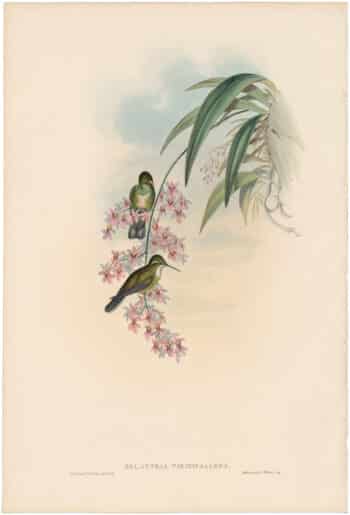 Gould Hummingbirds, Pl. 63, Green-throated Cazique