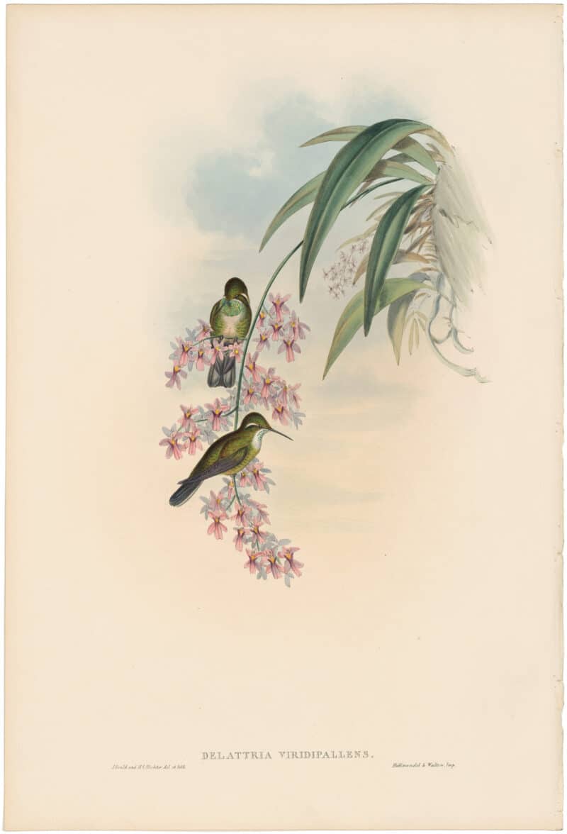 Gould Hummingbirds, Pl. 63, Green-throated Cazique
