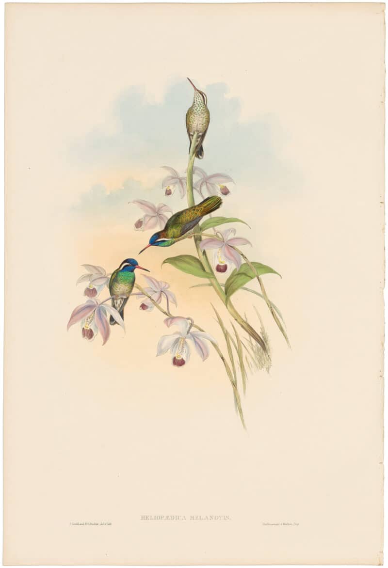 Gould Hummingbirds, Pl. 64, Black-eared Humming-Bird