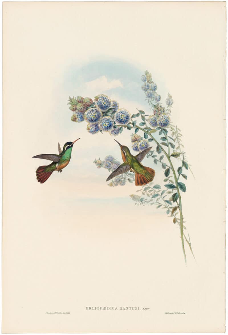 Gould Hummingbirds, Pl. 65, Xantus's Humming-Bird