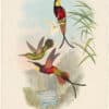 Gould Hummingbirds, Pl. 66, Crimson Topaz