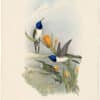 Gould Hummingbirds, Pl. 69, Pichinchian Hill-Star