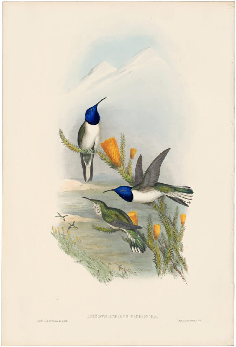 Gould Hummingbirds, Pl. 69, Pichinchian Hill-Star