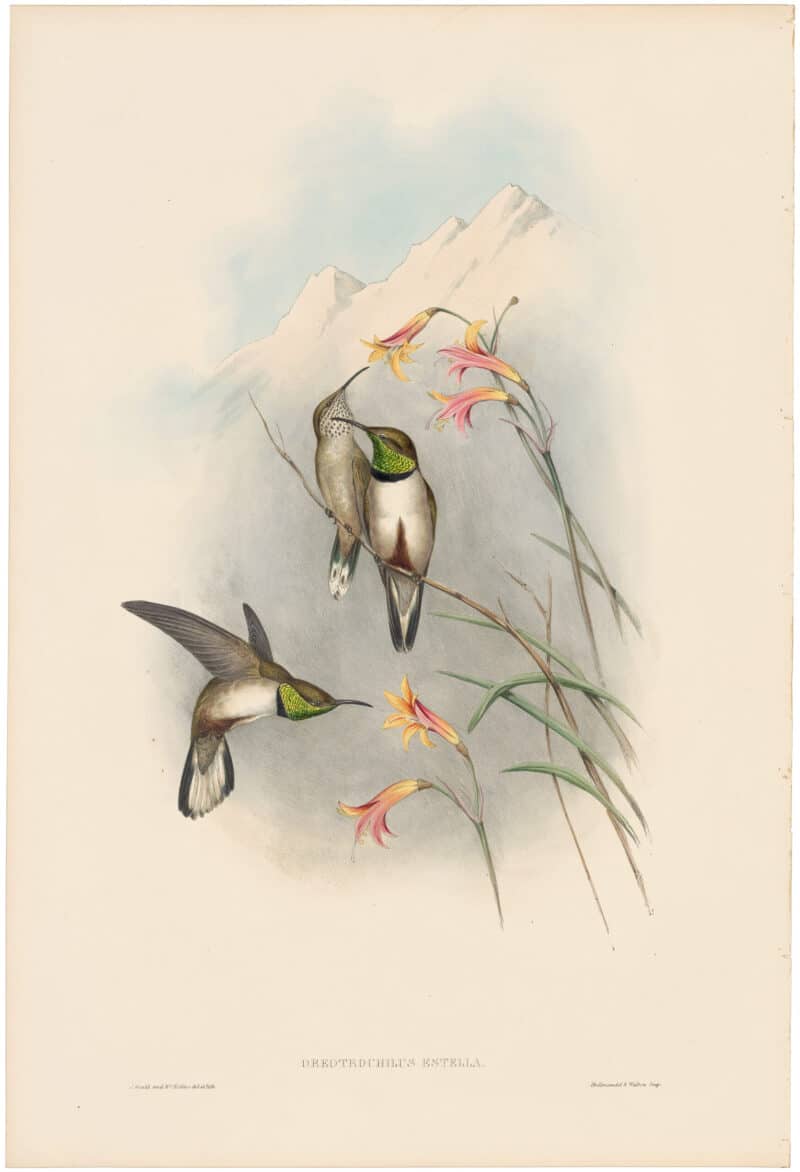 Gould Hummingbirds, Pl. 70, Estella's Hill-Star