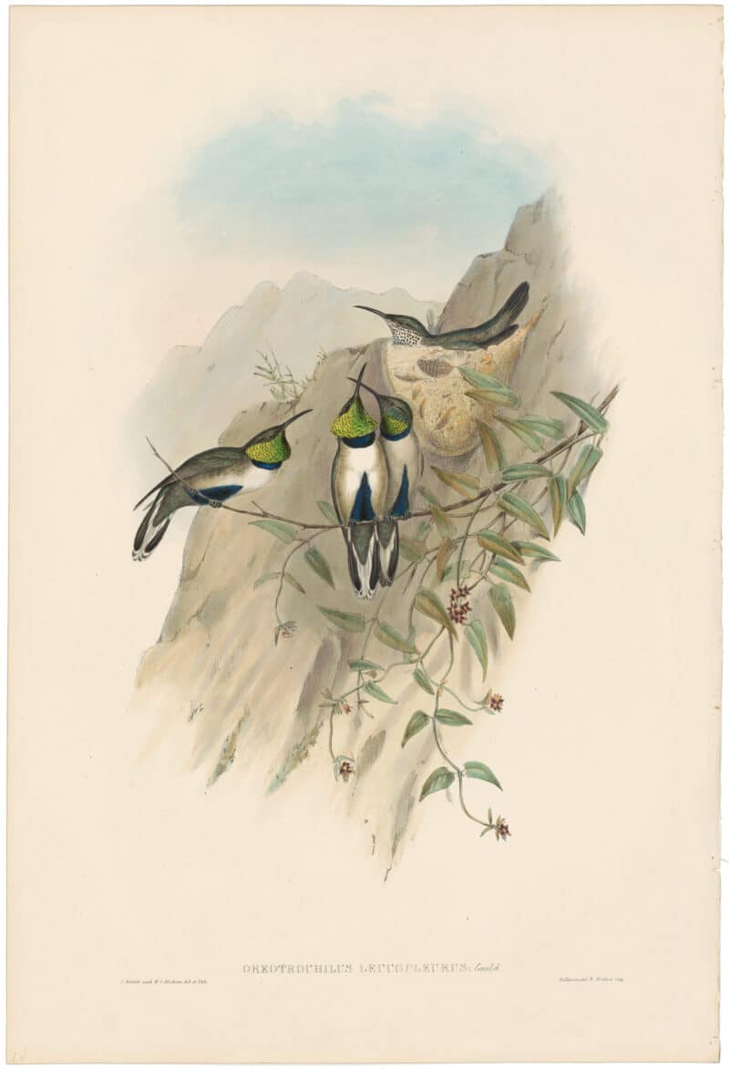 Gould Hummingbirds, Pl. 71, White-sided Hill-Star