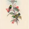 Gould Hummingbirds, Pl. 72, Black-breasted Hill-star