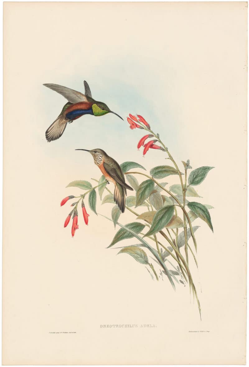 Gould Hummingbirds, Pl. 73, Adela's Hill-Star