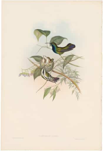 Gould Hummingbirds, Pl. 74, The Mango