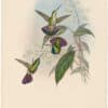 Gould Hummingbirds, Pl. 75, Prevost's Mango