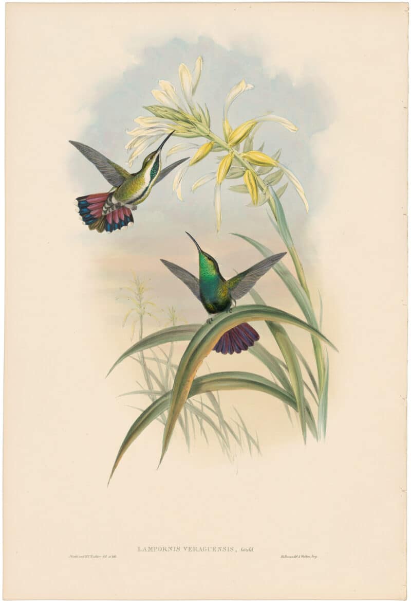 Gould Hummingbirds, Pl. 76, Veraguan Mango