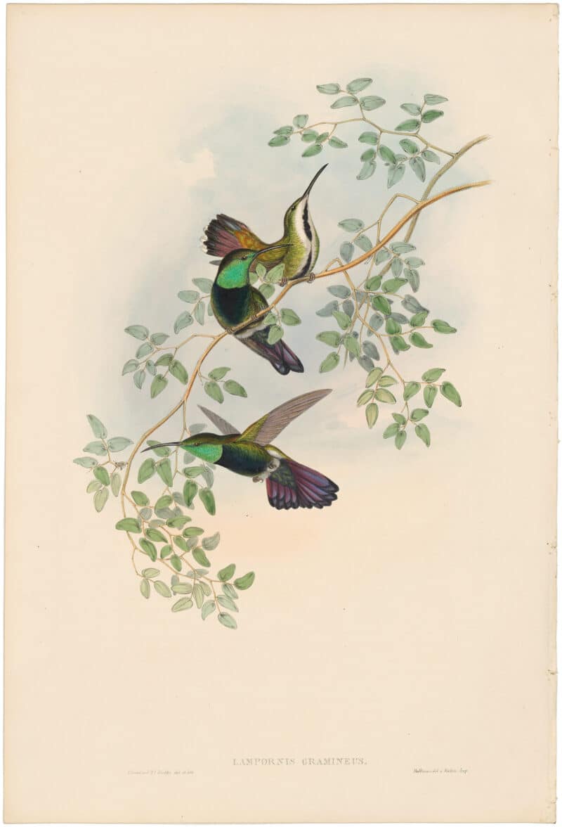 Gould Hummingbirds, Pl. 77, Green-throated Mango