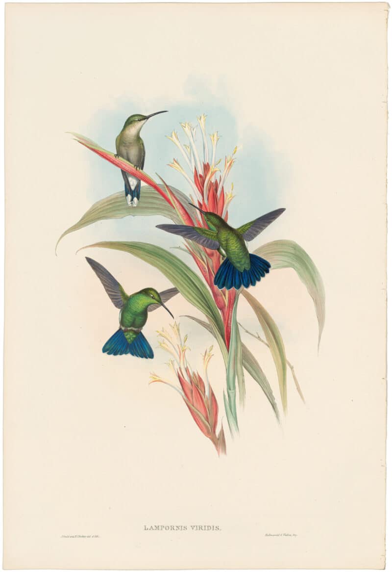 Gould Hummingbirds, Pl. 78, Blue-tailed Mango