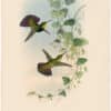 Gould Hummingbirds, Pl. 79, St. Domingo Mango