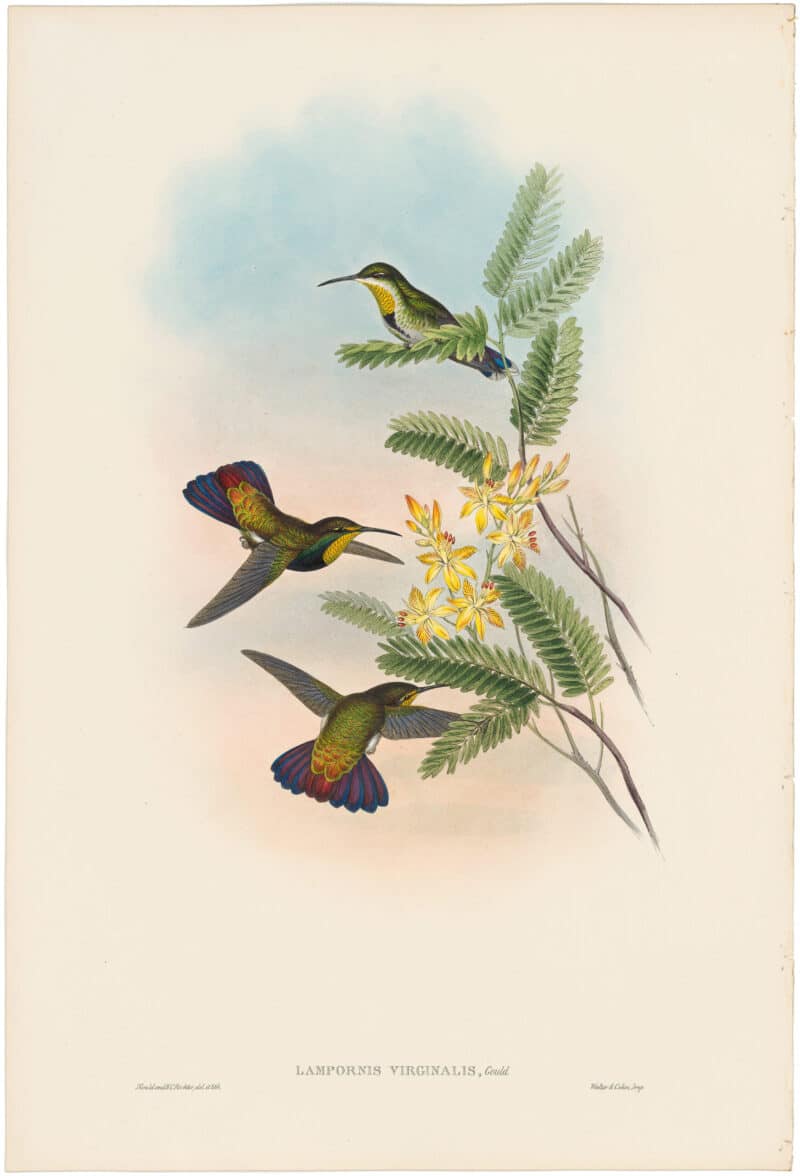 Gould Hummingbirds, Pl. 80, St. Thomas' Mango