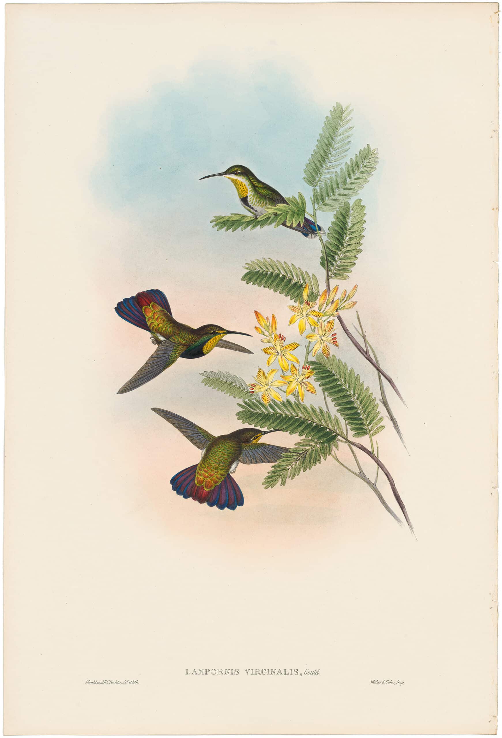 Gould Hummingbirds, Pl. 80, St. Thomas' Mango | Family of Humming-birds ...