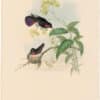 Gould Hummingbirds, Pl. 81, Porphyry-tailed Mango