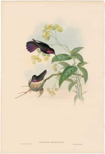 Gould Hummingbirds, Pl. 81, Porphyry-tailed Mango