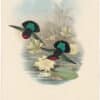 Gould Hummingbirds, Pl. 82, Purple-breasted Carib