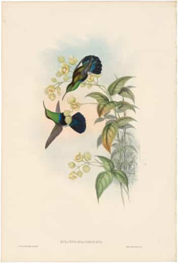 Gould Hummingbirds, Pl. 83, Green-breasted Carib